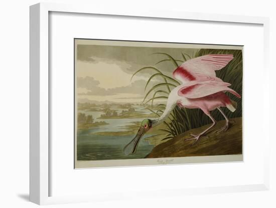 Roseate Spoonbill (Platalea Ajaja)-Henry Thomas Alken-Framed Giclee Print
