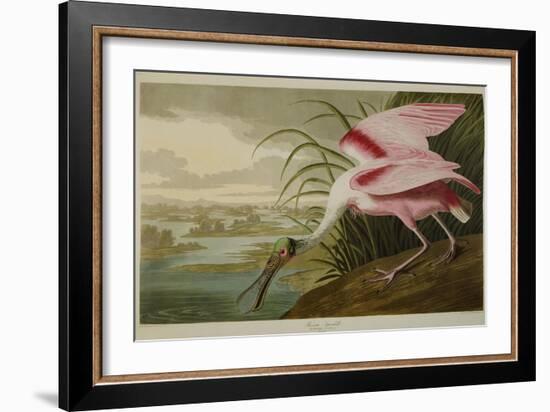 Roseate Spoonbill (Platalea Ajaja)-Henry Thomas Alken-Framed Giclee Print