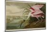 Roseate Spoonbill (Platalea Ajaja)-Henry Thomas Alken-Mounted Giclee Print