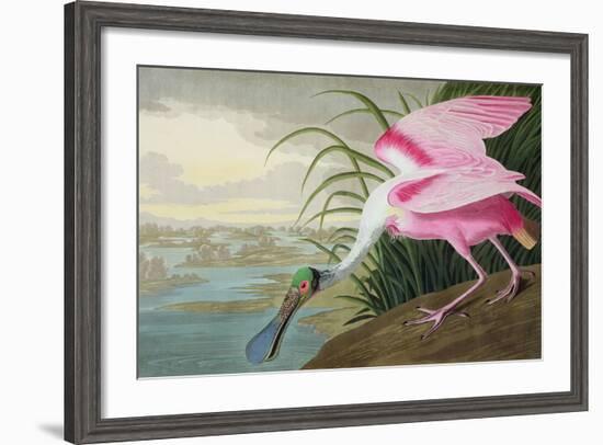 Roseate Spoonbill, Platalea Leucorodia, from 'The Birds of America', 1836-John James Audubon-Framed Giclee Print