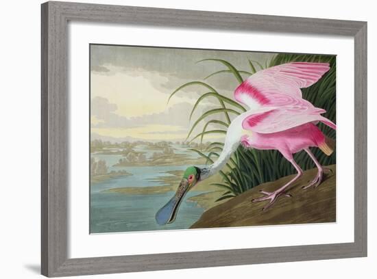 Roseate Spoonbill, Platalea Leucorodia, from 'The Birds of America', 1836-John James Audubon-Framed Giclee Print