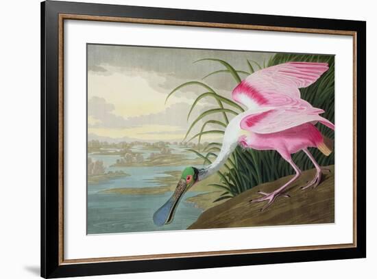 Roseate Spoonbill, Platalea Leucorodia, from 'The Birds of America', 1836-John James Audubon-Framed Giclee Print