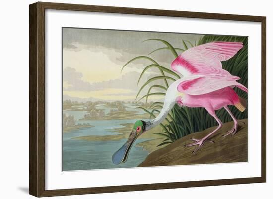 Roseate Spoonbill, Platalea Leucorodia, from 'The Birds of America', 1836-John James Audubon-Framed Giclee Print