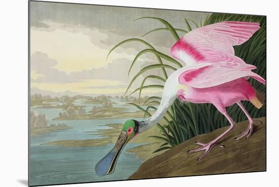 Roseate Spoonbill, Platalea Leucorodia, from 'The Birds of America', 1836-John James Audubon-Mounted Giclee Print