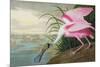 Roseate Spoonbill, Platalea Leucorodia, from 'The Birds of America', 1836-John James Audubon-Mounted Giclee Print