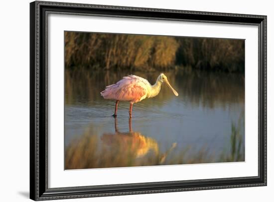 Roseate Spoonbill, South Padre Island, Texas-Richard and Susan Day-Framed Photographic Print