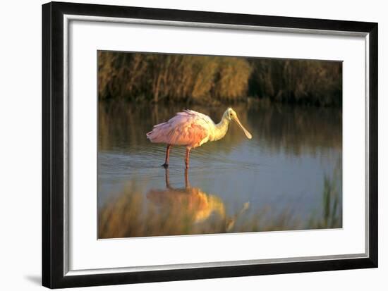 Roseate Spoonbill, South Padre Island, Texas-Richard and Susan Day-Framed Photographic Print