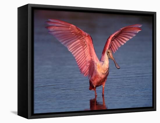 Roseate Spoonbill with Wings Spread, Everglades National Park, Florida, USA-Charles Sleicher-Framed Premier Image Canvas