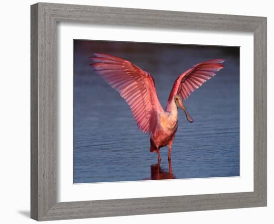 Roseate Spoonbill with Wings Spread, Everglades National Park, Florida, USA-Charles Sleicher-Framed Photographic Print