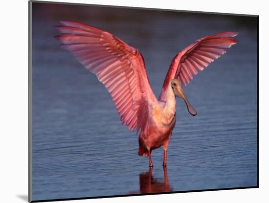 Roseate Spoonbill with Wings Spread, Everglades National Park, Florida, USA-Charles Sleicher-Mounted Photographic Print