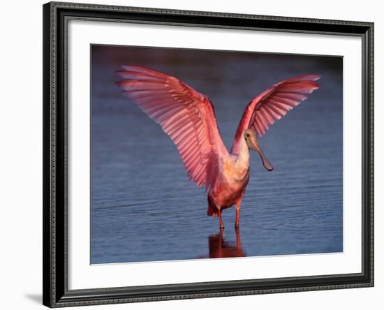 Roseate Spoonbill with Wings Spread, Everglades National Park, Florida, USA-Charles Sleicher-Framed Photographic Print