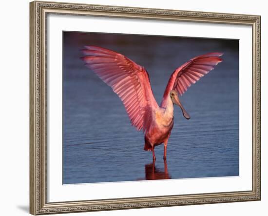 Roseate Spoonbill with Wings Spread, Everglades National Park, Florida, USA-Charles Sleicher-Framed Photographic Print