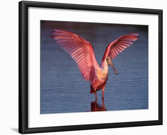 Roseate Spoonbill with Wings Spread, Everglades National Park, Florida, USA-Charles Sleicher-Framed Photographic Print