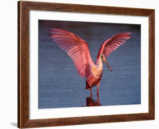 Roseate Spoonbill with Wings Spread, Everglades National Park, Florida, USA-Charles Sleicher-Framed Photographic Print