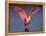 Roseate Spoonbill with Wings Spread-Charles Sleicher-Framed Premier Image Canvas