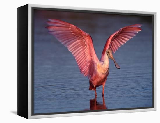 Roseate Spoonbill with Wings Spread-Charles Sleicher-Framed Premier Image Canvas