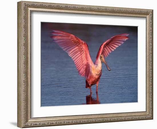 Roseate Spoonbill with Wings Spread-Charles Sleicher-Framed Photographic Print