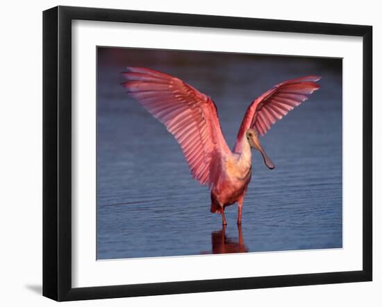 Roseate Spoonbill with Wings Spread-Charles Sleicher-Framed Photographic Print
