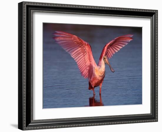 Roseate Spoonbill with Wings Spread-Charles Sleicher-Framed Photographic Print