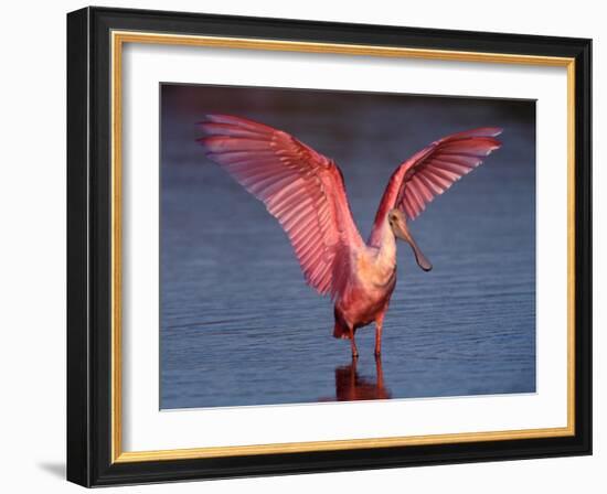 Roseate Spoonbill with Wings Spread-Charles Sleicher-Framed Photographic Print