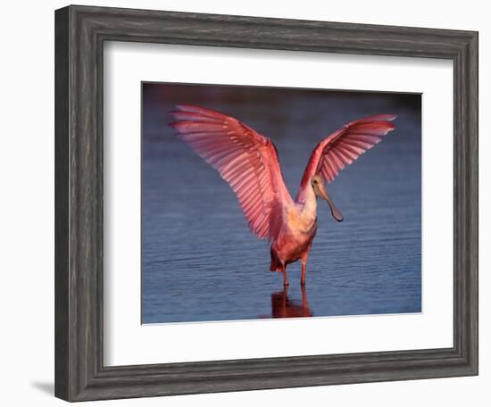 Roseate Spoonbill with Wings Spread-Charles Sleicher-Framed Photographic Print