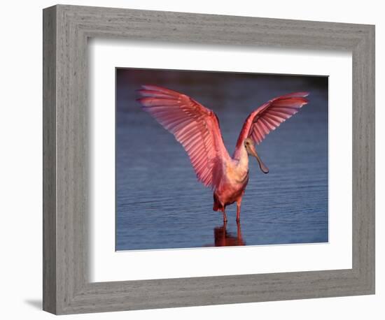 Roseate Spoonbill with Wings Spread-Charles Sleicher-Framed Photographic Print