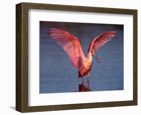 Roseate Spoonbill with Wings Spread-Charles Sleicher-Framed Photographic Print