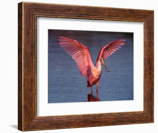 Roseate Spoonbill with Wings Spread-Charles Sleicher-Framed Photographic Print