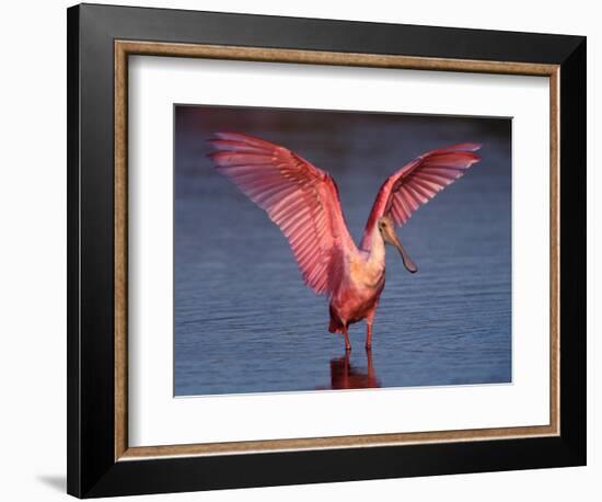 Roseate Spoonbill with Wings Spread-Charles Sleicher-Framed Photographic Print