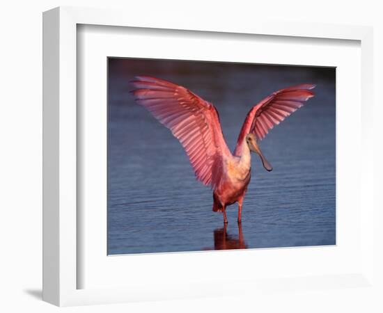 Roseate Spoonbill with Wings Spread-Charles Sleicher-Framed Photographic Print