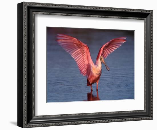 Roseate Spoonbill with Wings Spread-Charles Sleicher-Framed Photographic Print