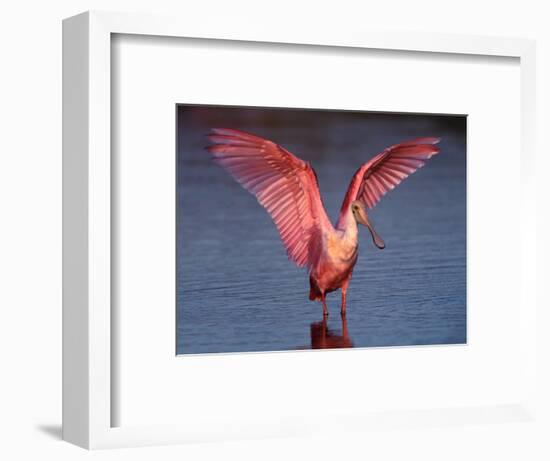 Roseate Spoonbill with Wings Spread-Charles Sleicher-Framed Photographic Print