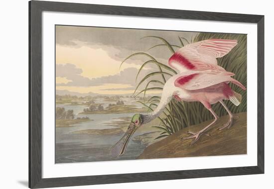 Roseate Spoonbill-John James Audubon-Framed Premium Giclee Print