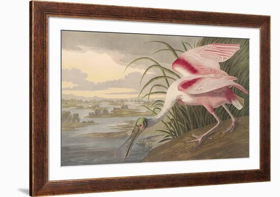 Roseate Spoonbill-John James Audubon-Framed Premium Giclee Print