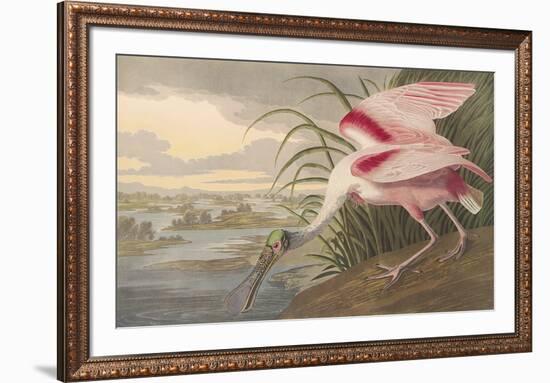 Roseate Spoonbill-John James Audubon-Framed Premium Giclee Print