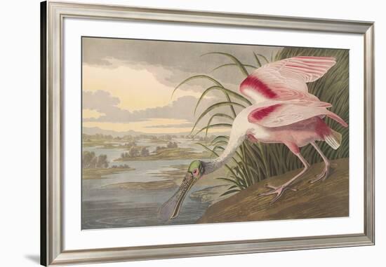 Roseate Spoonbill-John James Audubon-Framed Premium Giclee Print