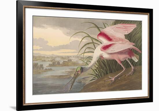 Roseate Spoonbill-John James Audubon-Framed Premium Giclee Print