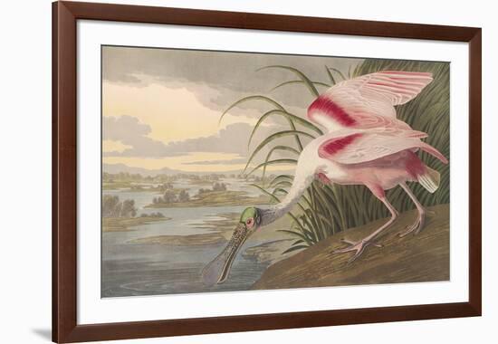 Roseate Spoonbill-John James Audubon-Framed Premium Giclee Print