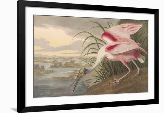 Roseate Spoonbill-John James Audubon-Framed Premium Giclee Print