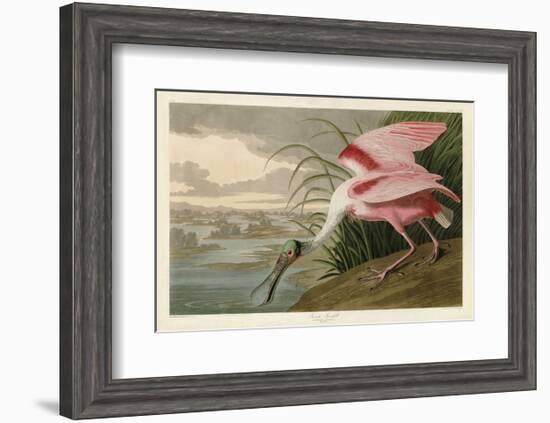 Roseate Spoonbill-John James Audubon-Framed Art Print