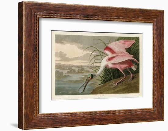 Roseate Spoonbill-John James Audubon-Framed Art Print