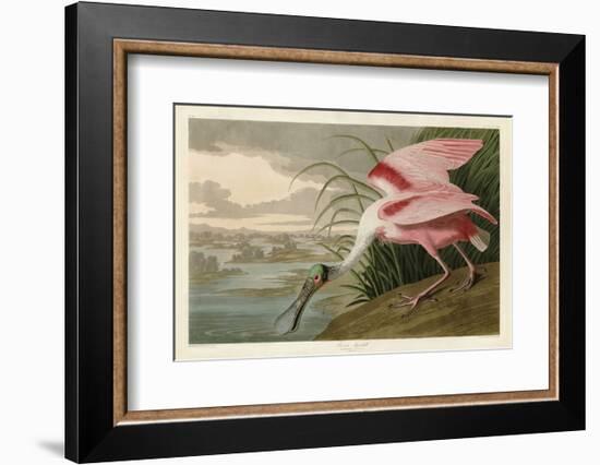 Roseate Spoonbill-John James Audubon-Framed Art Print