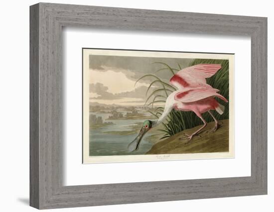 Roseate Spoonbill-John James Audubon-Framed Art Print