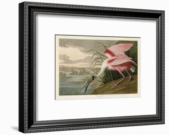 Roseate Spoonbill-John James Audubon-Framed Art Print