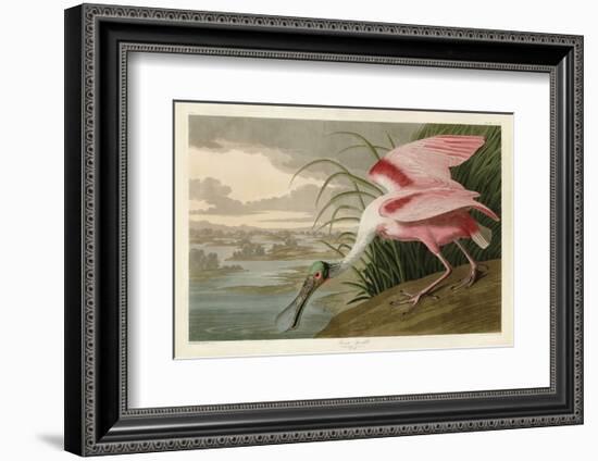 Roseate Spoonbill-John James Audubon-Framed Art Print