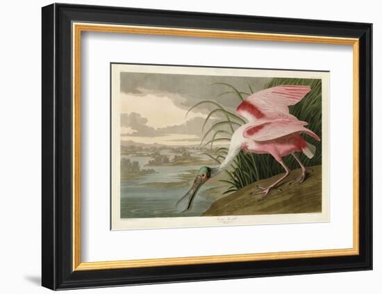 Roseate Spoonbill-John James Audubon-Framed Art Print