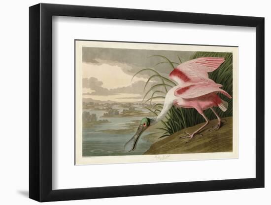 Roseate Spoonbill-John James Audubon-Framed Art Print