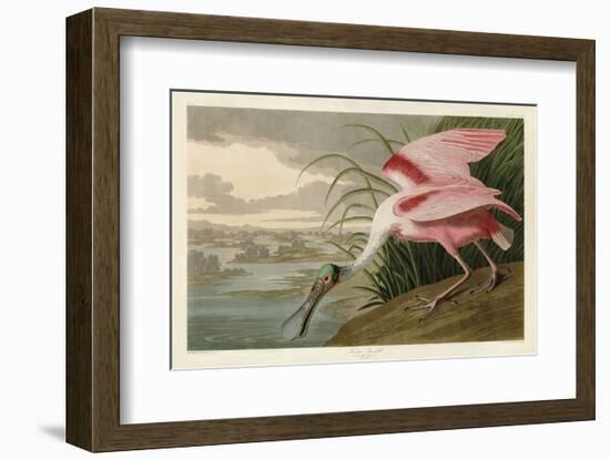 Roseate Spoonbill-John James Audubon-Framed Art Print