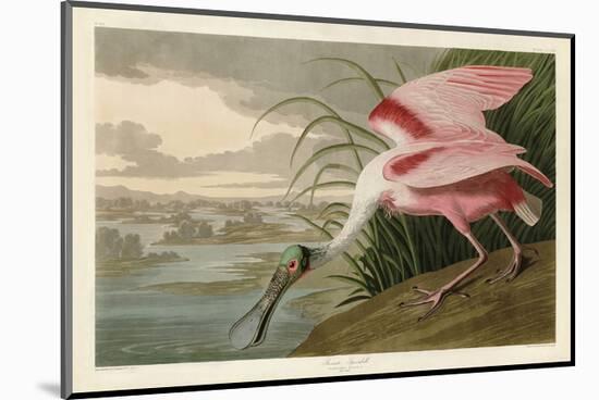 Roseate Spoonbill-John James Audubon-Mounted Art Print