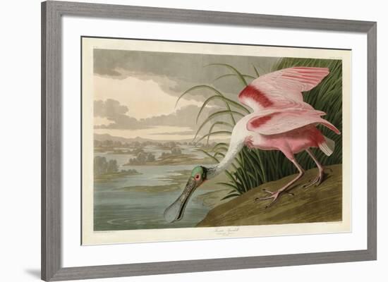 Roseate Spoonbill-John James Audubon-Framed Art Print